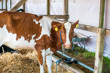 Image showing Cow in a stable with hay