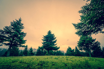 Image showing Tall pine trees on a green field