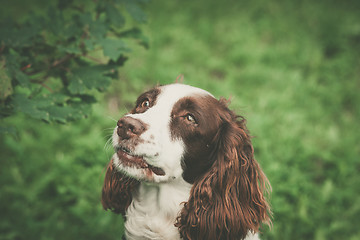 Image showing Dog with a cute face 