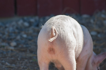 Image showing Pigtail on a pink pig