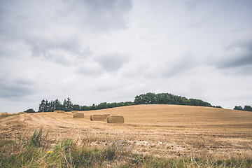 Image showing Agricultural field with hay bales