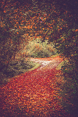 Image showing Autumn leaves on a forest trail