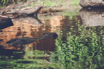 Image showing Beaver swimming in a lake