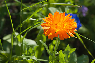 Image showing Calendula flower in a green garden