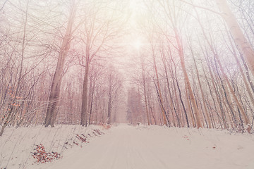 Image showing Tall trees in a snowy forest