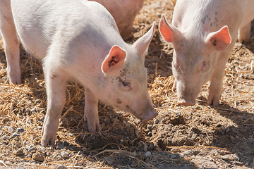 Image showing Pink pigs in a pigsty