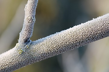 Image showing Winter tree branch closeup