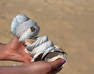 Image showing Girl holds a handful of sea shells.