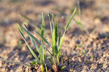 Image showing young grass plants, close-up