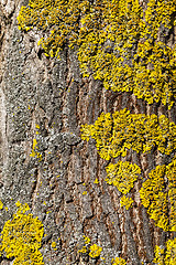 Image showing lichen on tree