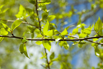 Image showing linden leaves, spring