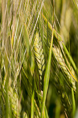 Image showing Field with cereal