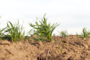 Image showing young grass plants, close-up