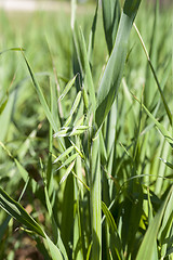 Image showing Field with cereal