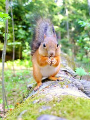 Image showing Happy cute squirrel eating a nut