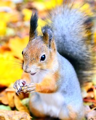 Image showing Cute squirrel autumn closeup