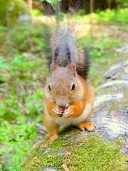 Image showing Cute squirrel eating a nut, summer fur