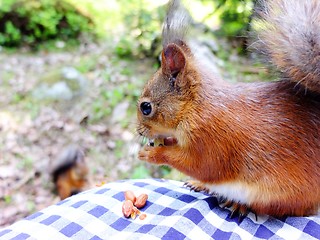 Image showing Squirrel eating a nut