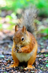 Image showing Cute squirrel eating a nut