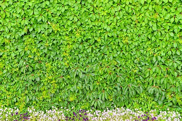 Image showing Wall of leaves and a flower bed