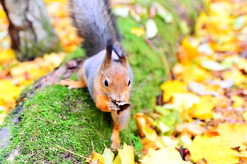 Image showing Squirrel wiping its mouth with a leaf