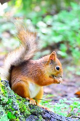 Image showing Cute squirrel eating a nut