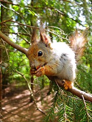 Image showing Cute squirrel eating a nut