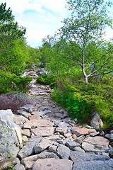 Image showing Rocky path through some shrubs