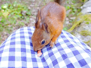 Image showing Cute squirrel eating a nut, autumn fur