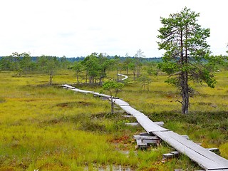 Image showing Duckboards at Torronsuo National Park, Finland