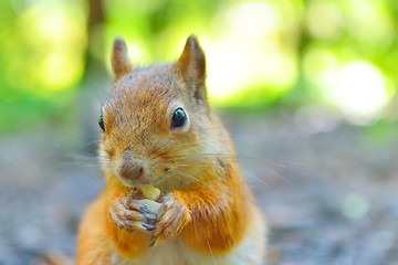 Image showing Squirrel eating a nut close-up