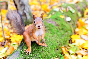 Image showing Smiling squirrel in autumn