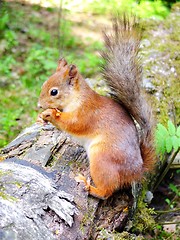 Image showing Cute squirrel eating in a forest