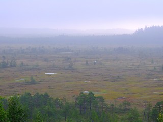 Image showing Foggy swamp, Torronsuo National Park