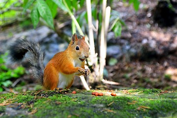 Image showing Cute squirrel eating a nut