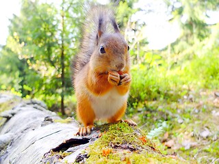 Image showing Squirrel eating a nut