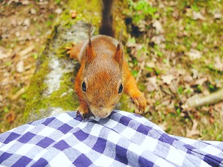 Image showing Squirrel looking for food closeup