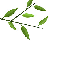 Image showing Branch Tree with Green Leaf