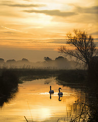 Image showing Swans and Pevensey Levels Dawn