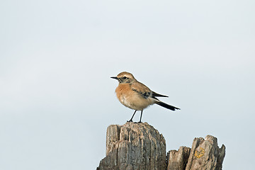 Image showing Desert Wheatear