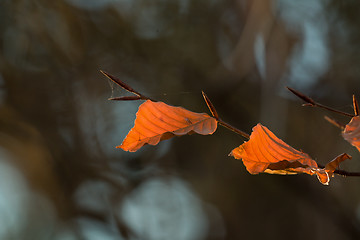 Image showing Beech Leaves