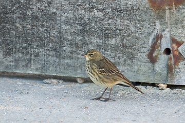 Image showing Rock Pipit