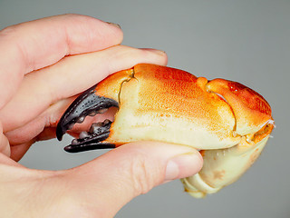 Image showing Person holding a boiled crab claw, agains grey background