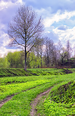 Image showing Spring Rural Landscape