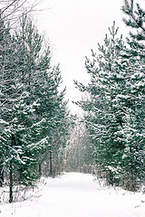 Image showing Footpath Among Snow-covered Spruces And Pines