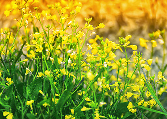 Image showing Yellow And Green Floral Background