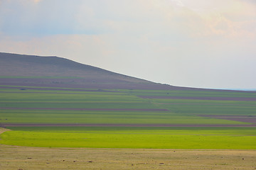 Image showing Summer parcels field