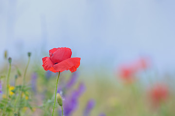 Image showing Details of poppy flowers 