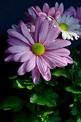 Image showing Violet Pink Osteosperumum Flower Daisy