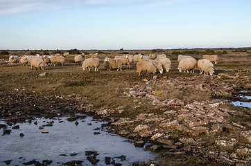 Image showing Grazing sheeps in a plain grassland